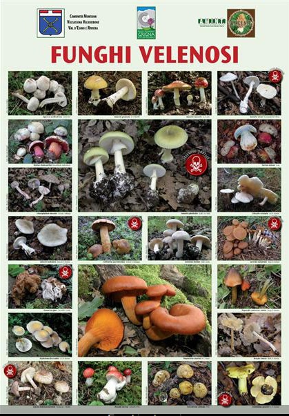 Intossicazione da funghi